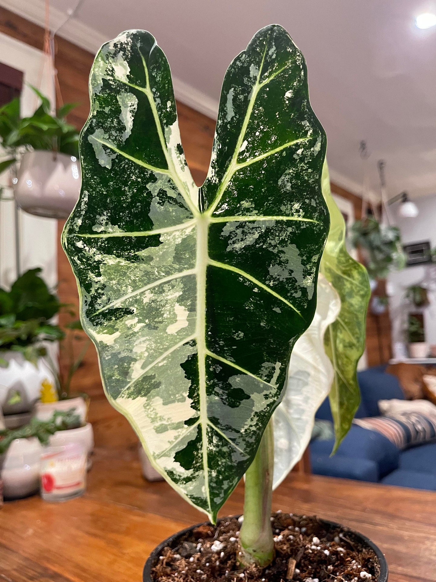 Alocasia Variegated Frydek 4” plant **(ALL plants require you to purchase ANY 2 plants!)**