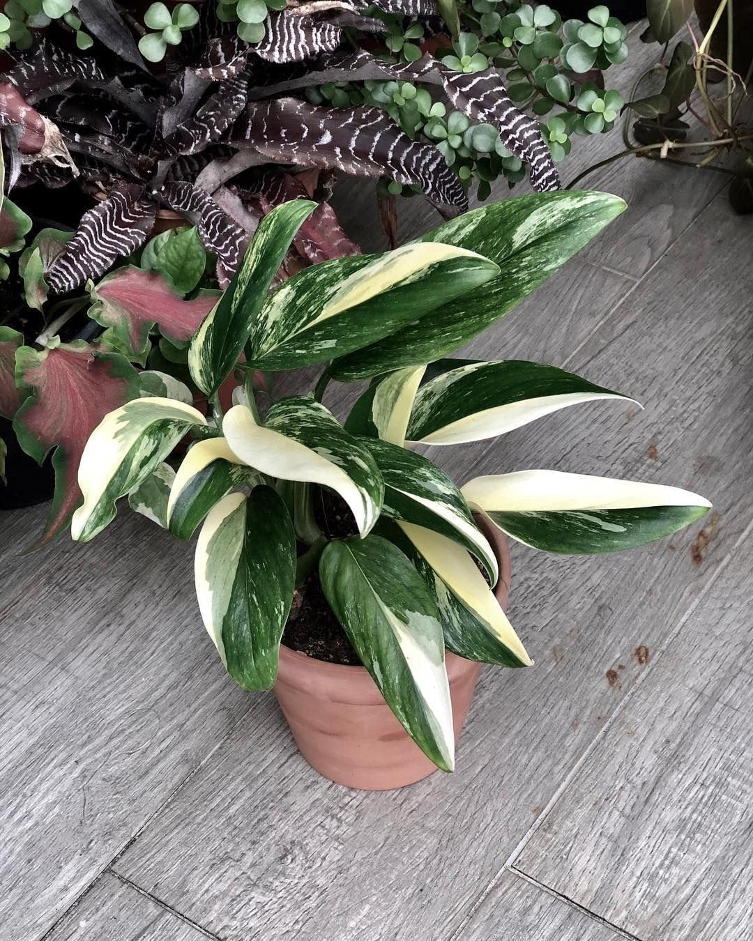 Monstera Standleyana Variegated Albo 4” plant **(ALL plants require you to purchase ANY 2 plants!)**