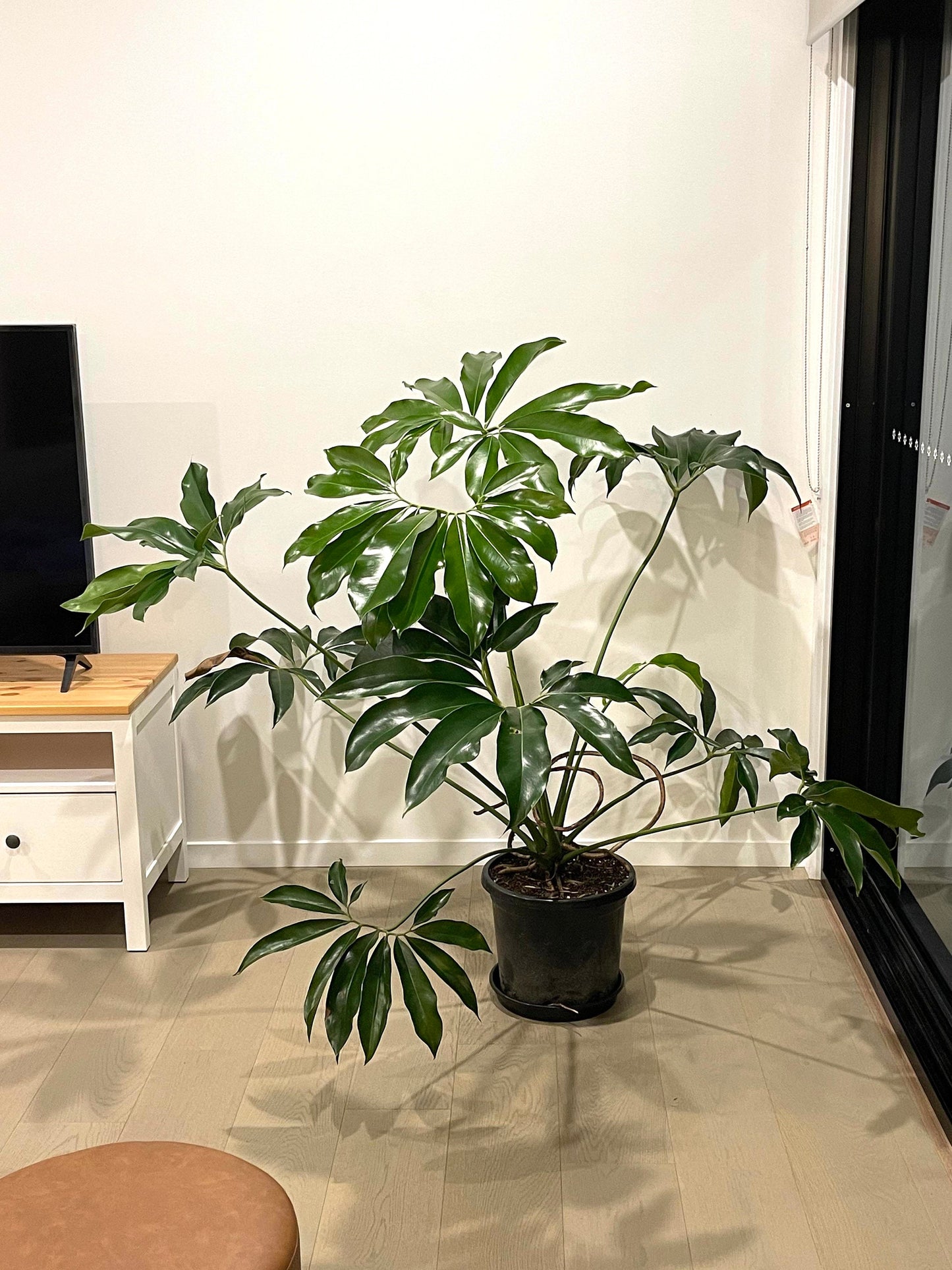Philodendron Goeldii 4” plant **(ALL plants require you to purchase ANY 2 plants!)**