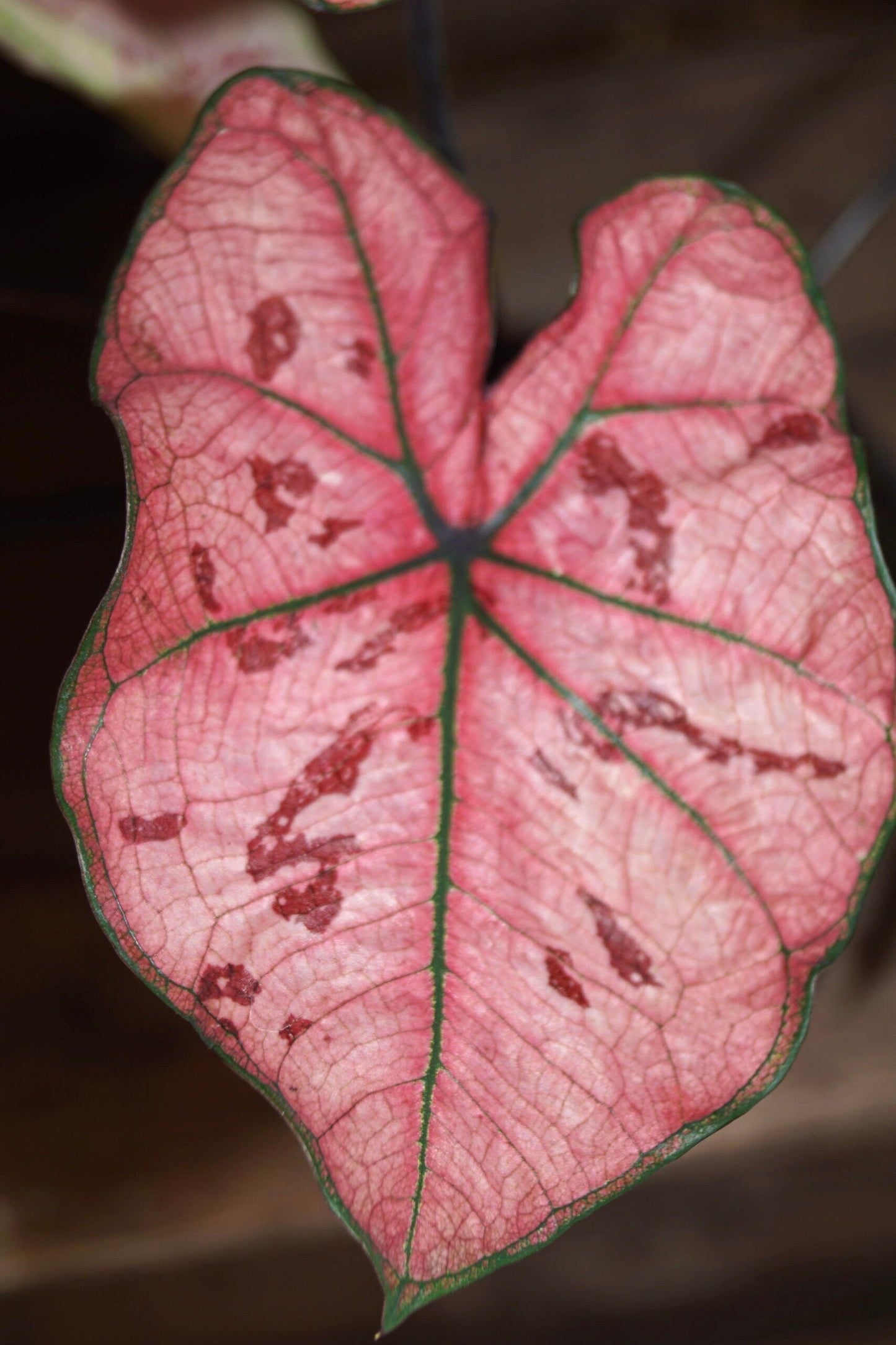 Caladium Scarlet girl elephant ear starter plant **(ALL plants require you to purchase ANY 2 plants!)**