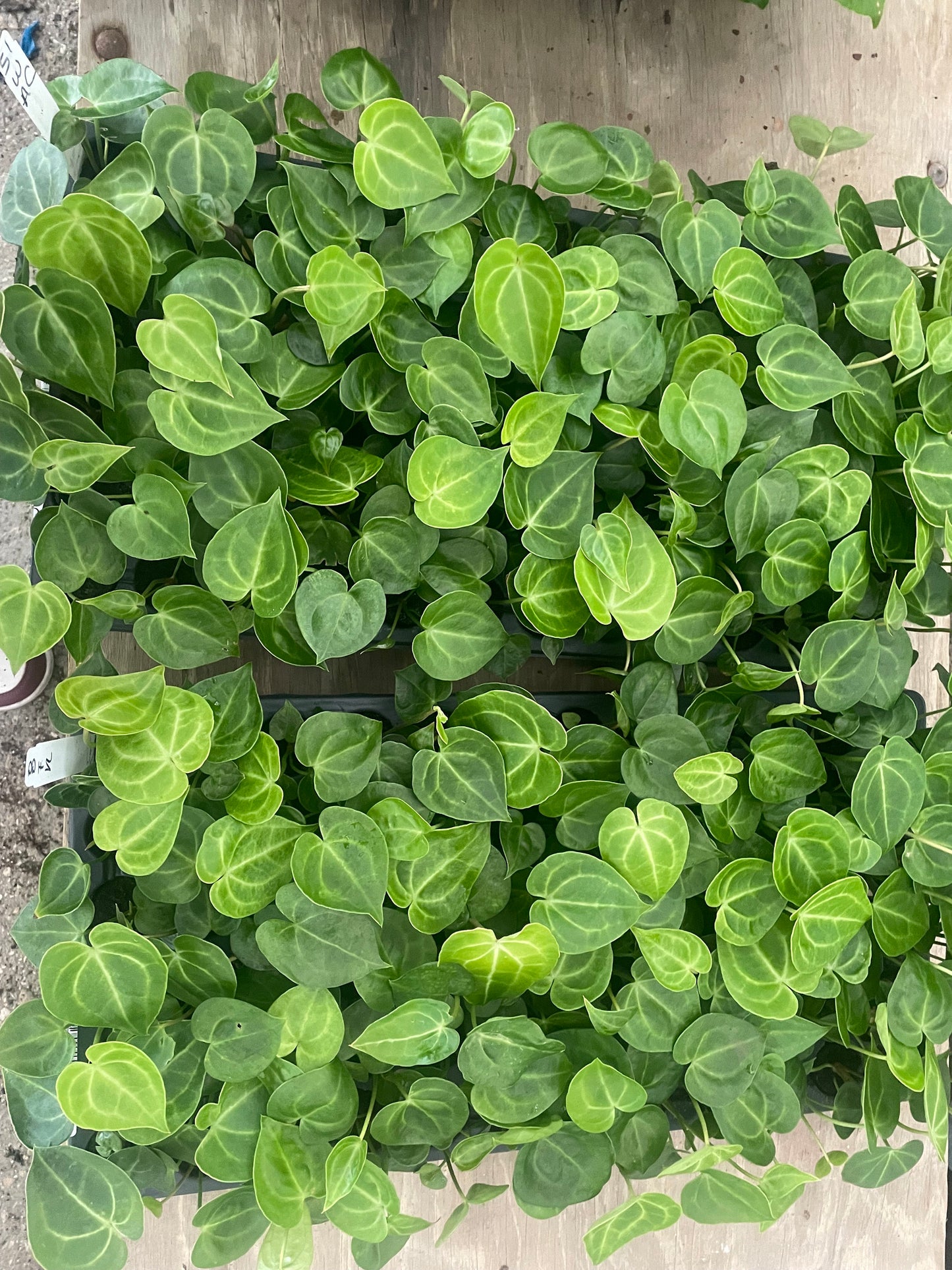 Anthurium Clarinervium (20 pack) starter plants