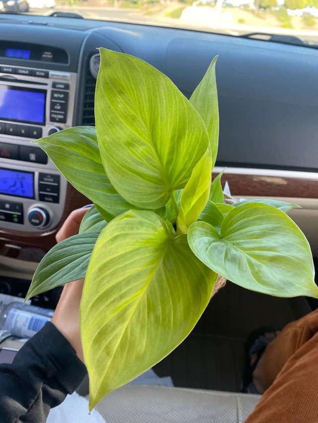 Homolamena Sunshine gem starter plant **(ALL plants require you to purchase ANY 2 plants!)**