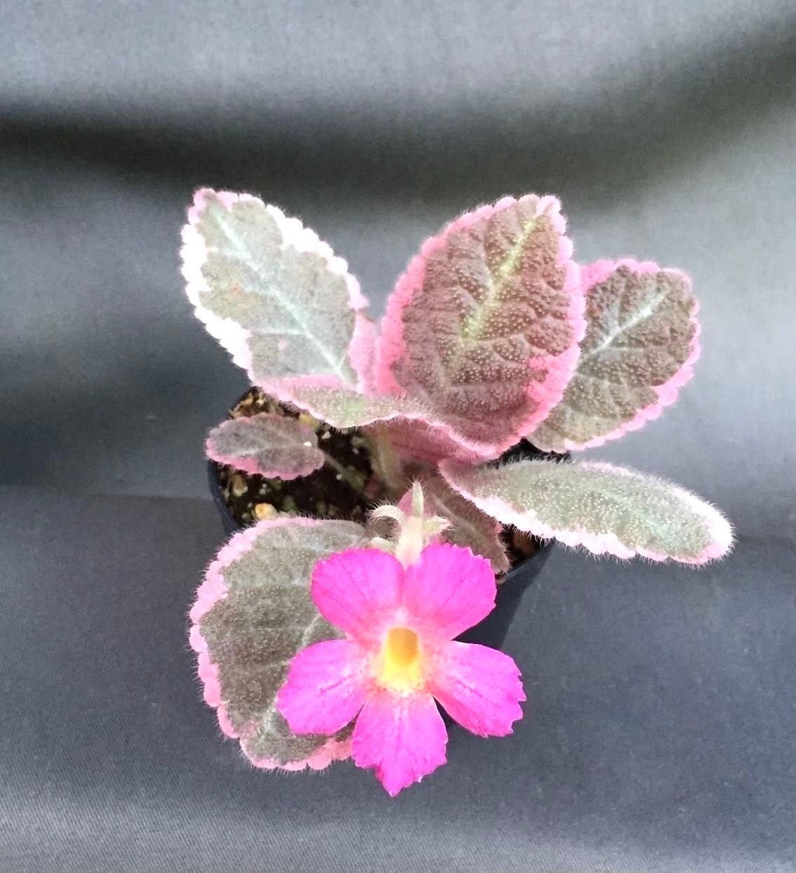 Episcia pink smoke variegated flowering African violet starter plant **(ALL plants require you to purchase ANY 2 plants!)**