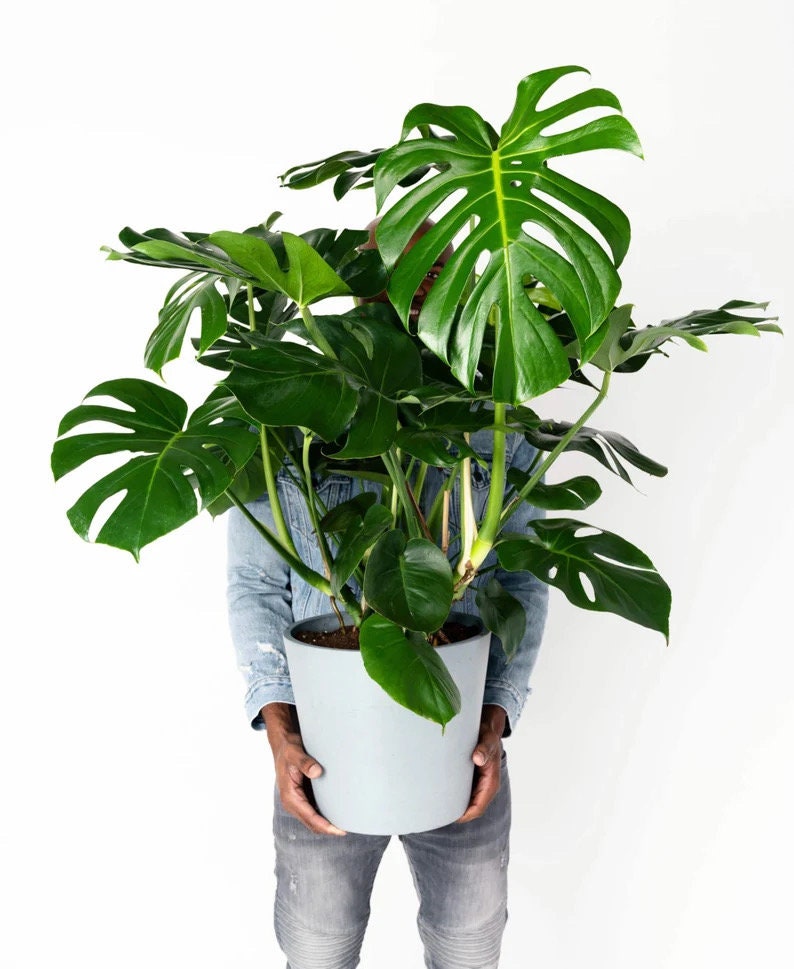 Monstera Deliciosa round form starter plant **(ALL plants require you to purchase ANY 2 plants!)**