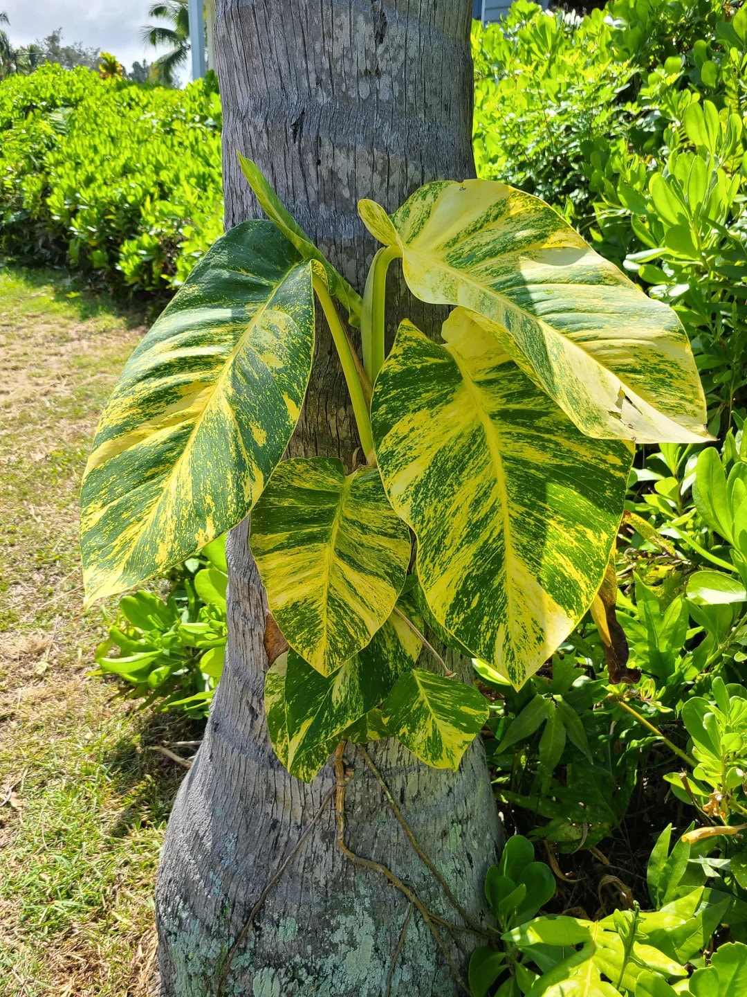 Giant Hawaiian Pothos starter plants (10 pack) **(ALL plants require you to purchase ANY 2 plants!)**