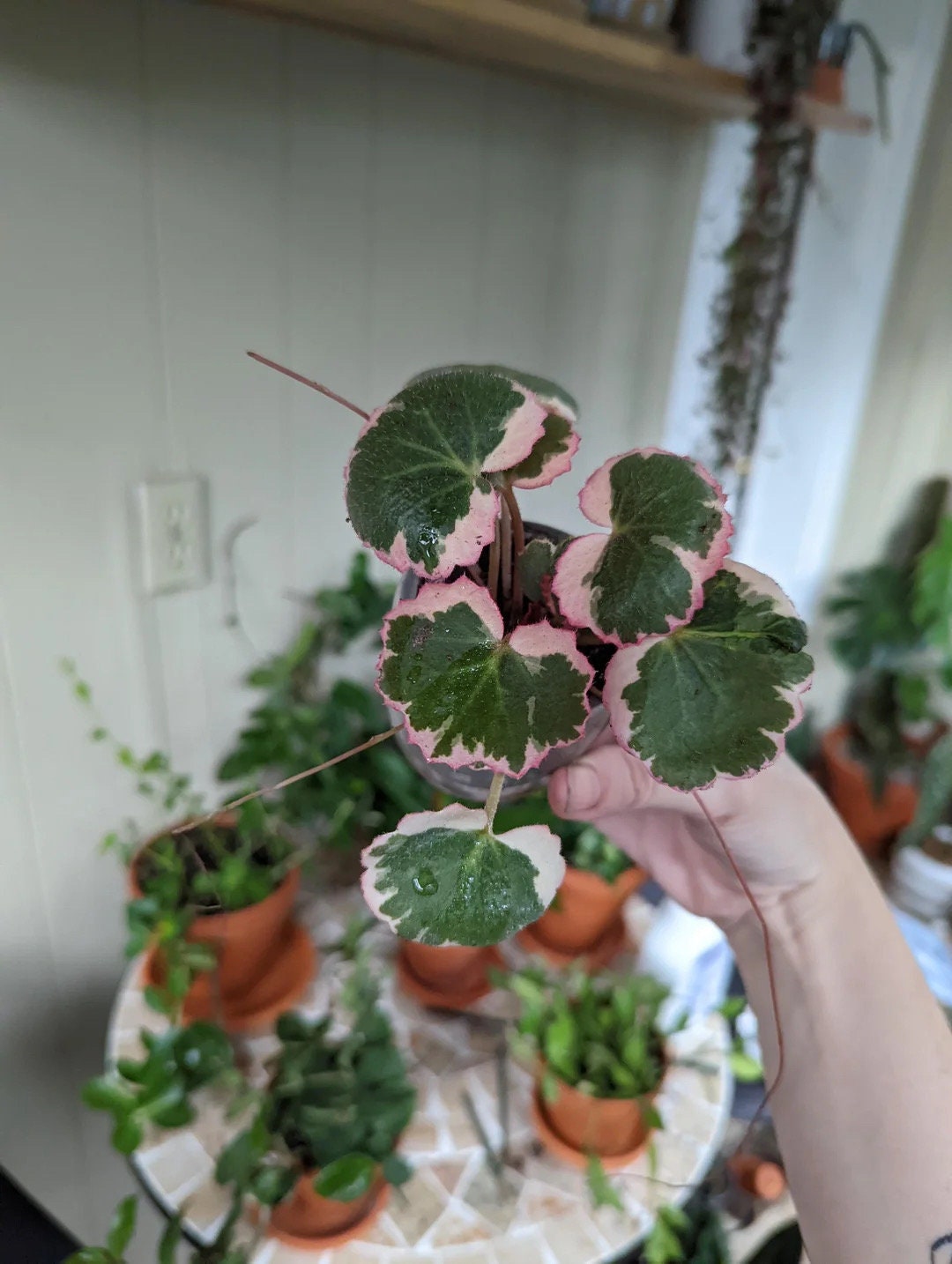 strawberry house plant Variegated strawberry begonia beginner Starter plant **(ALL plants require you to purchase ANY 2 plants!)**
