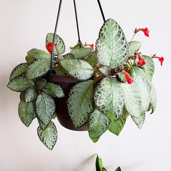 Episcia Silver Screen starter plant **(ALL plants require you to purchase ANY 2 plants!)**