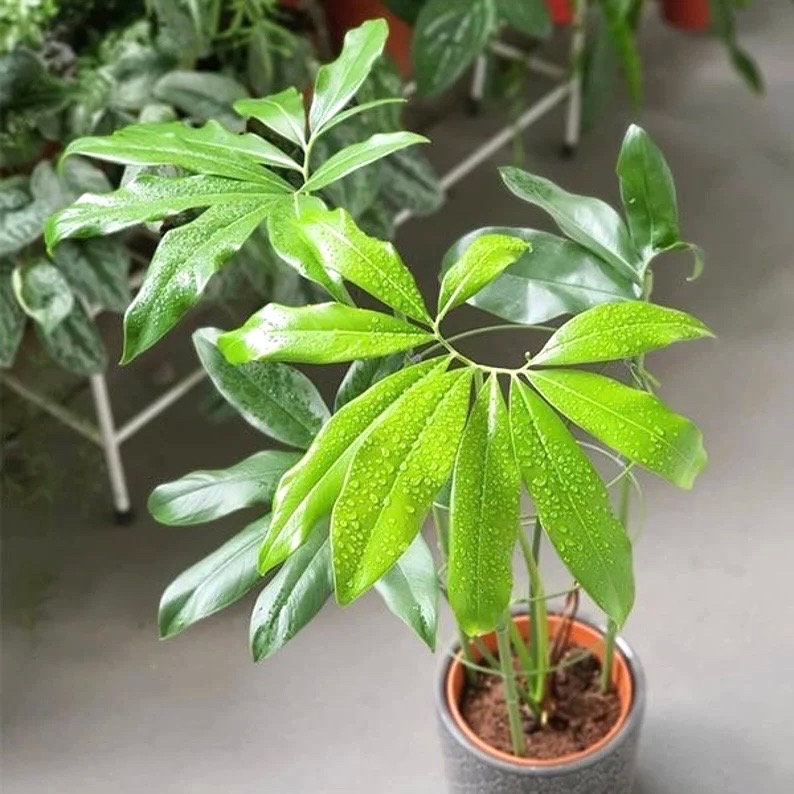 Philodendron Goeldii starter plant **(ALL plants require you to purchase ANY 2 plants!)**