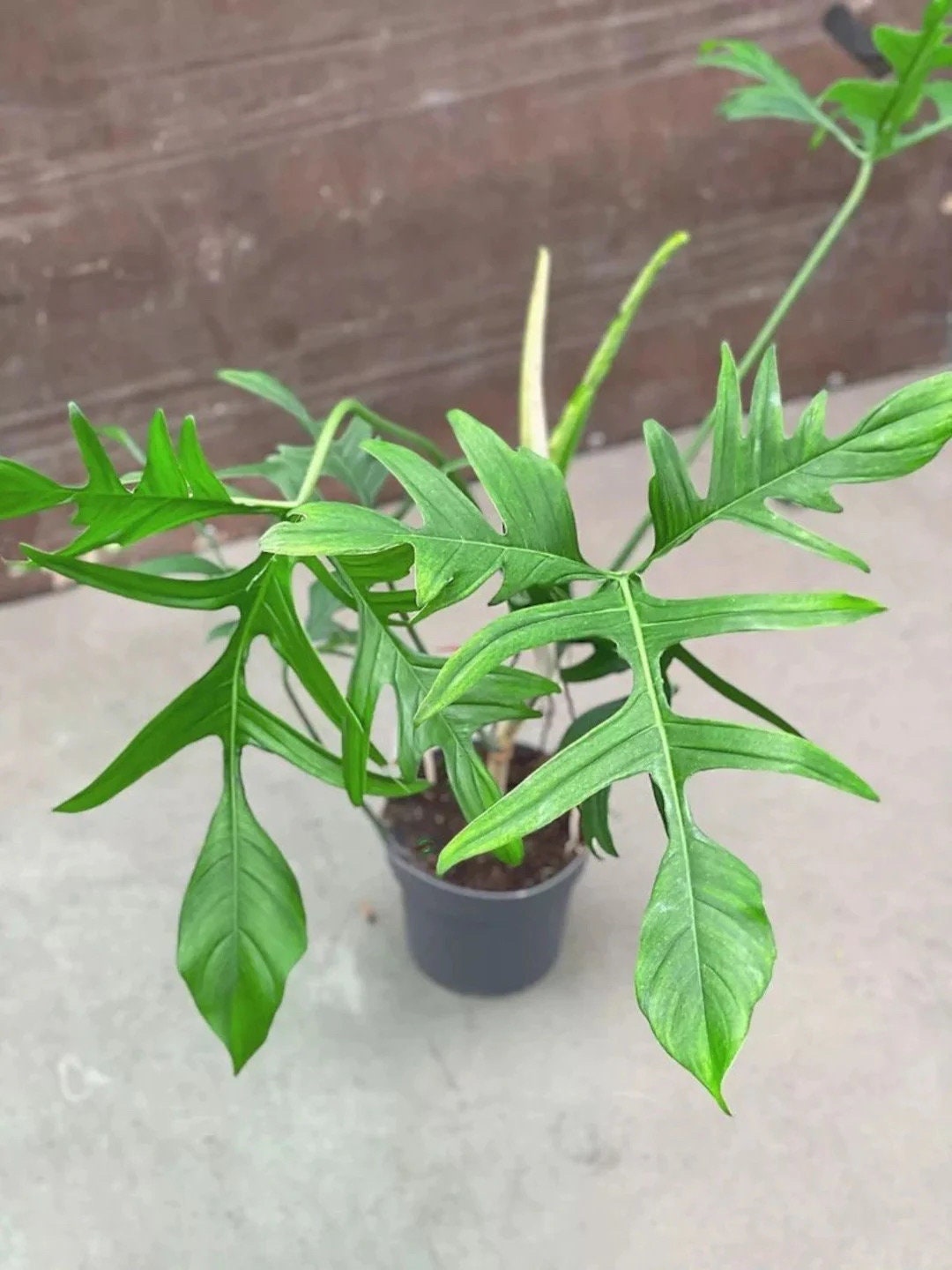 glad hands philodendron care Philodendron Glad hands starter plant **(ALL plants require you to purchase ANY 2 plants!)**