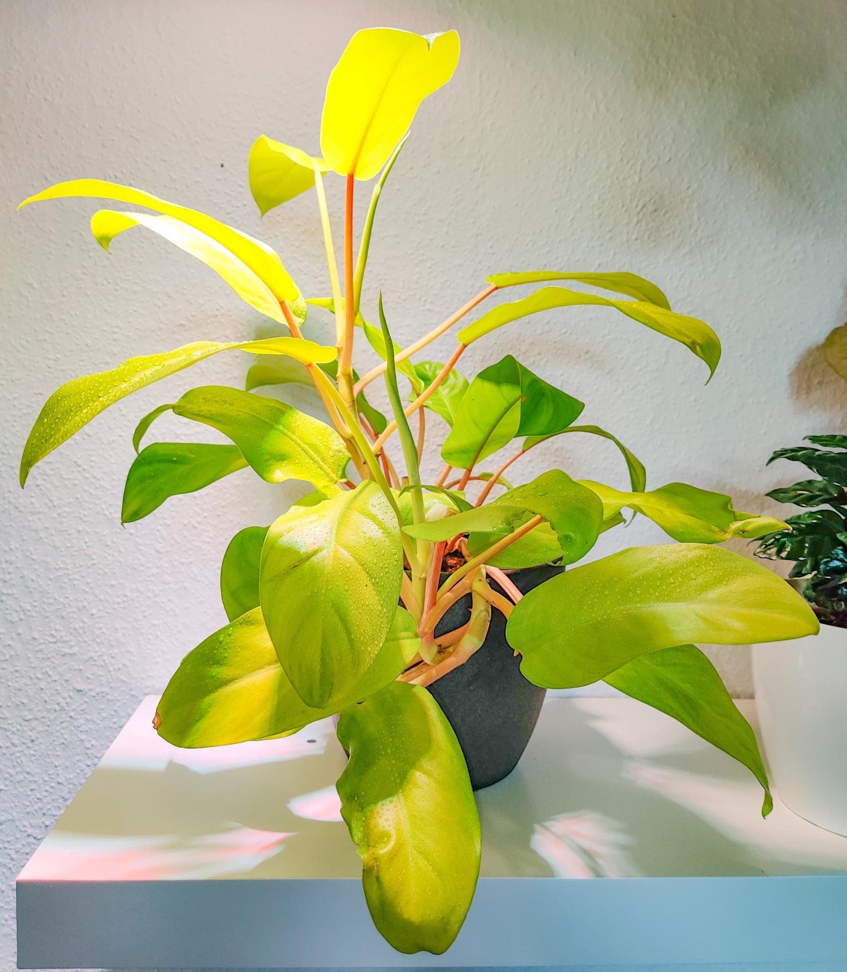 philodendron malay gold vs lemon lime Philodendron Malay golden starter plant **(ALL plants require you to p – GoldenGreeneryCo