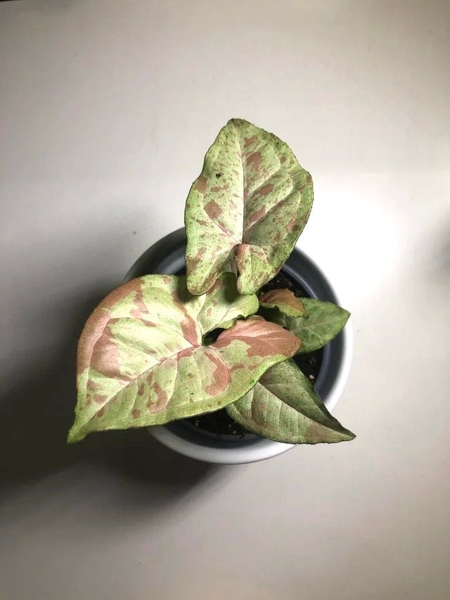 Syngonium Confetti starter plant **(ALL plants require you to purchase ANY 2 plants!)**
