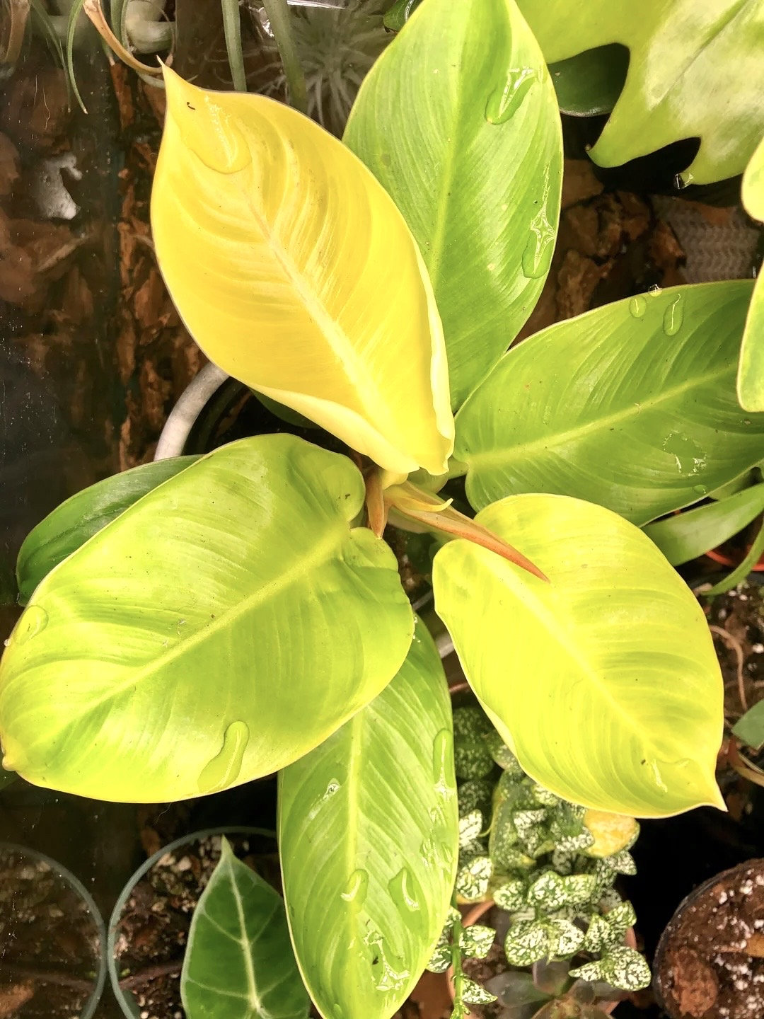 Philodendron Rush starter plant **(ALL plants require you to purchase ANY 2 plants!)**