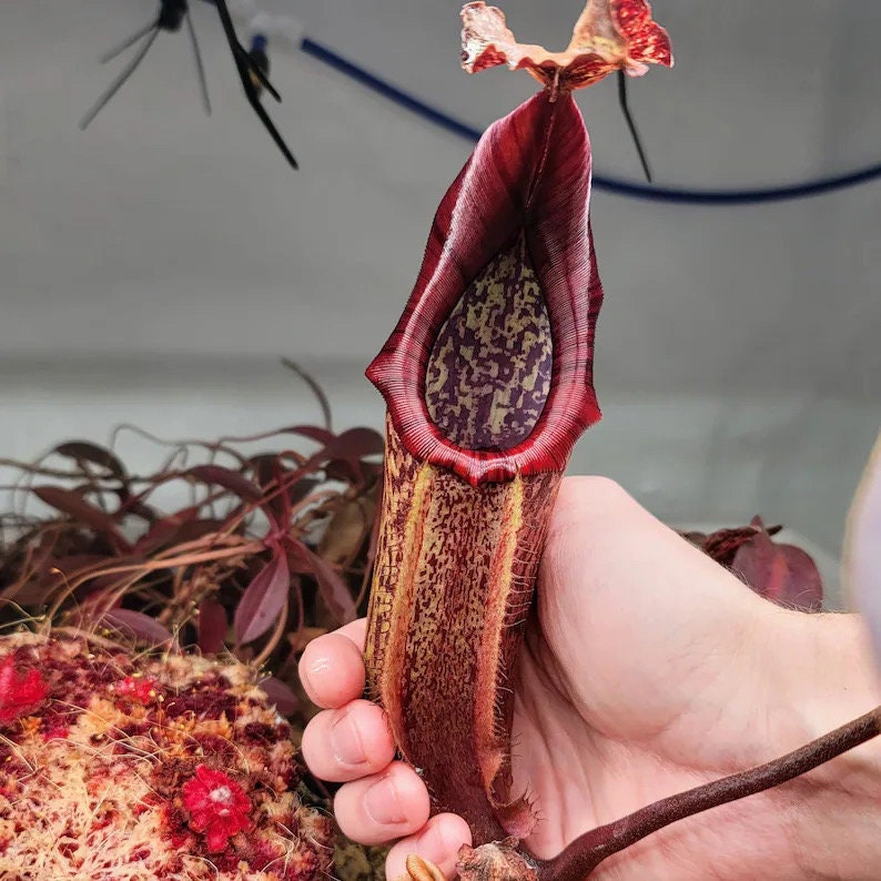 Nepenthes Maxima starter plant **(ALL plants require you to purchase ANY 2 plants!)**