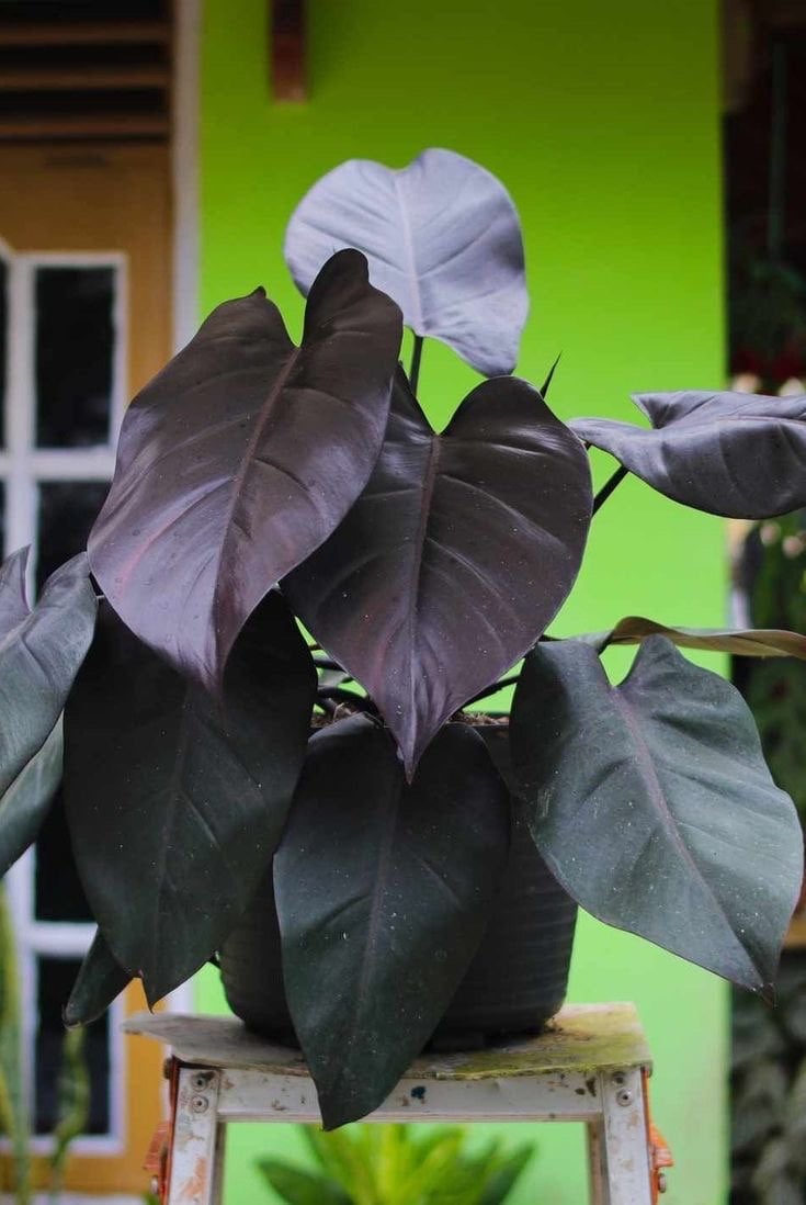 philodendron majesty for sale Philodendron Royal Queen starter plant (black) **(ALL plants require y – GoldenGreeneryCo