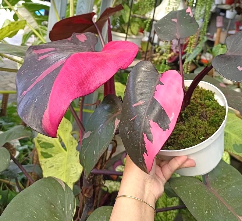 Philodendron “Dark matter” pink princess starter plant **(ALL plants require you to purchase ANY 2 plants!)**