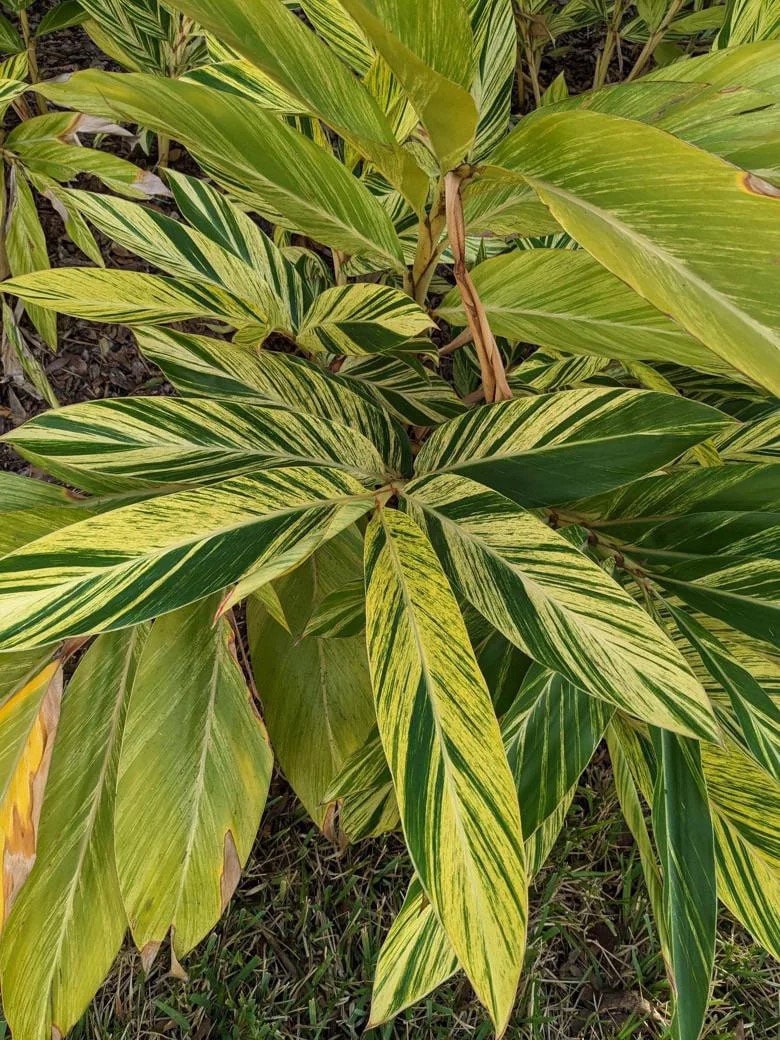 Variegated Shell Ginger starter plant **(ALL plants require you to purchase ANY 2 plants!)**