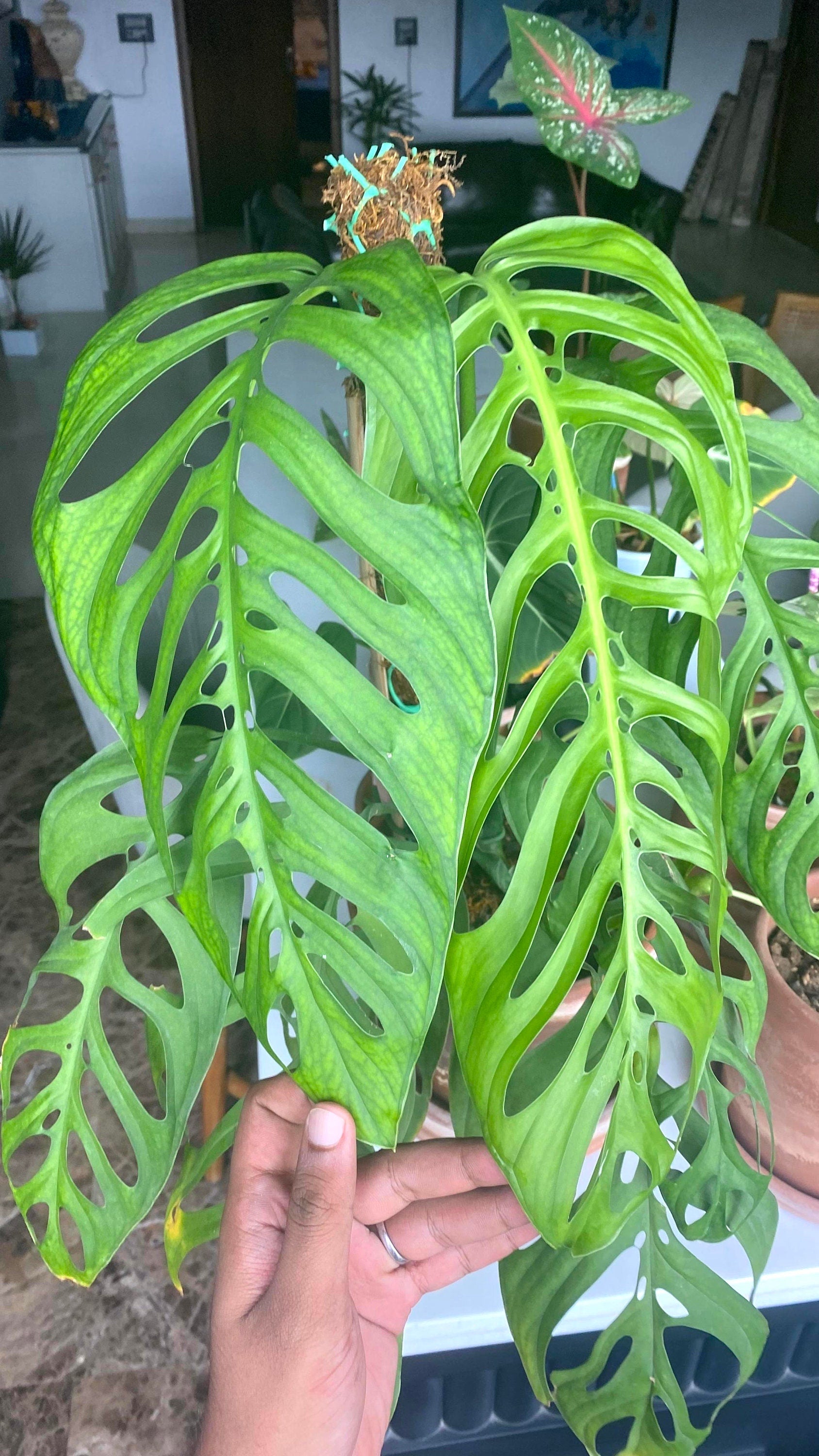 esqueleto monstera Monstera Esqueleto 2” plant **(ALL plants require you to purchase ANY 2 plants!)**