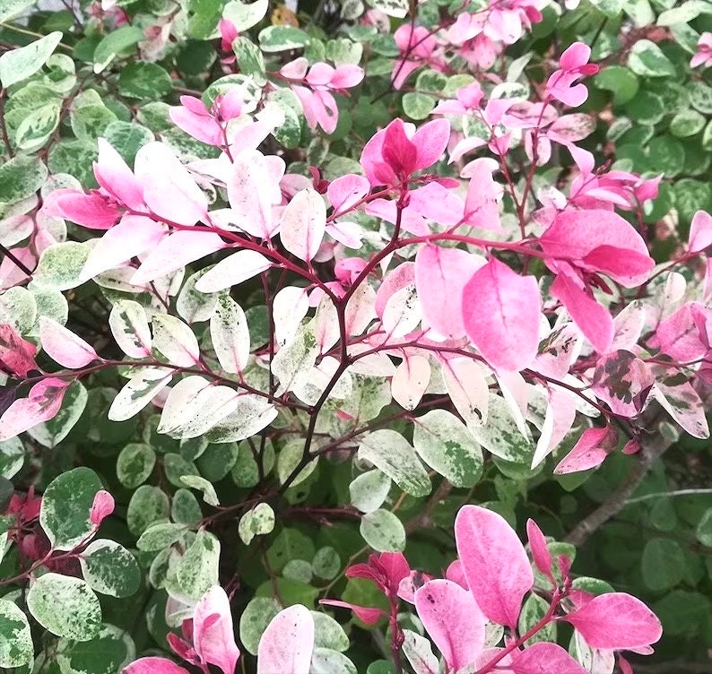 Breyna disticha snowbush 2” plant **(ALL plants require you to purchase ANY 2 plants!)**