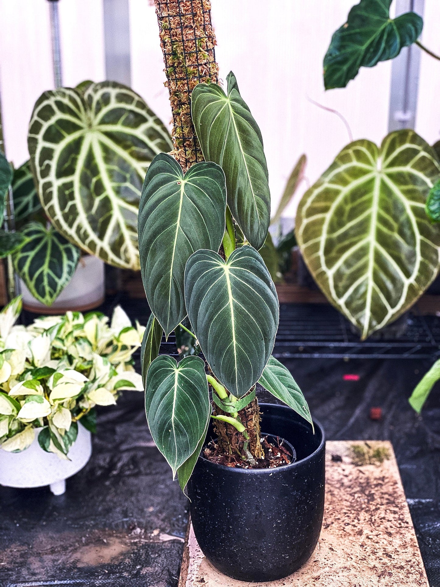 Philodendron Melanochrysum 2” plant **(ALL plants require you to purchase ANY 2 plants!)**