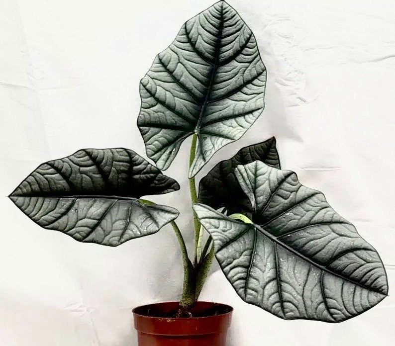 Alocasia Nebula imperialis “Elaine” starter plant **(ALL plants require you to purchase ANY 2 plants!)**