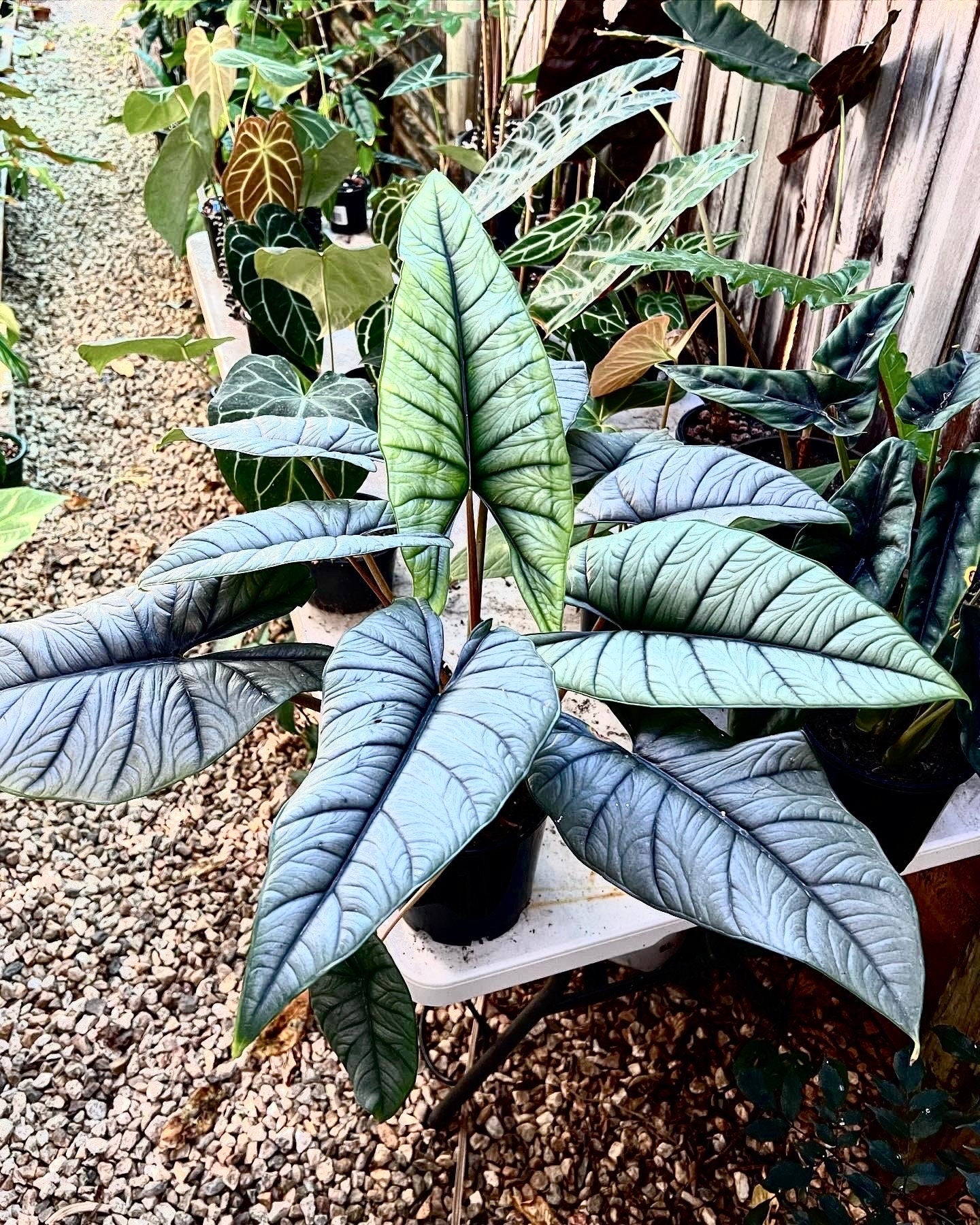 Alocasia Emerald green dragon RARE starter plant **(MUST purchase ANY 2 plants to complete order!)**