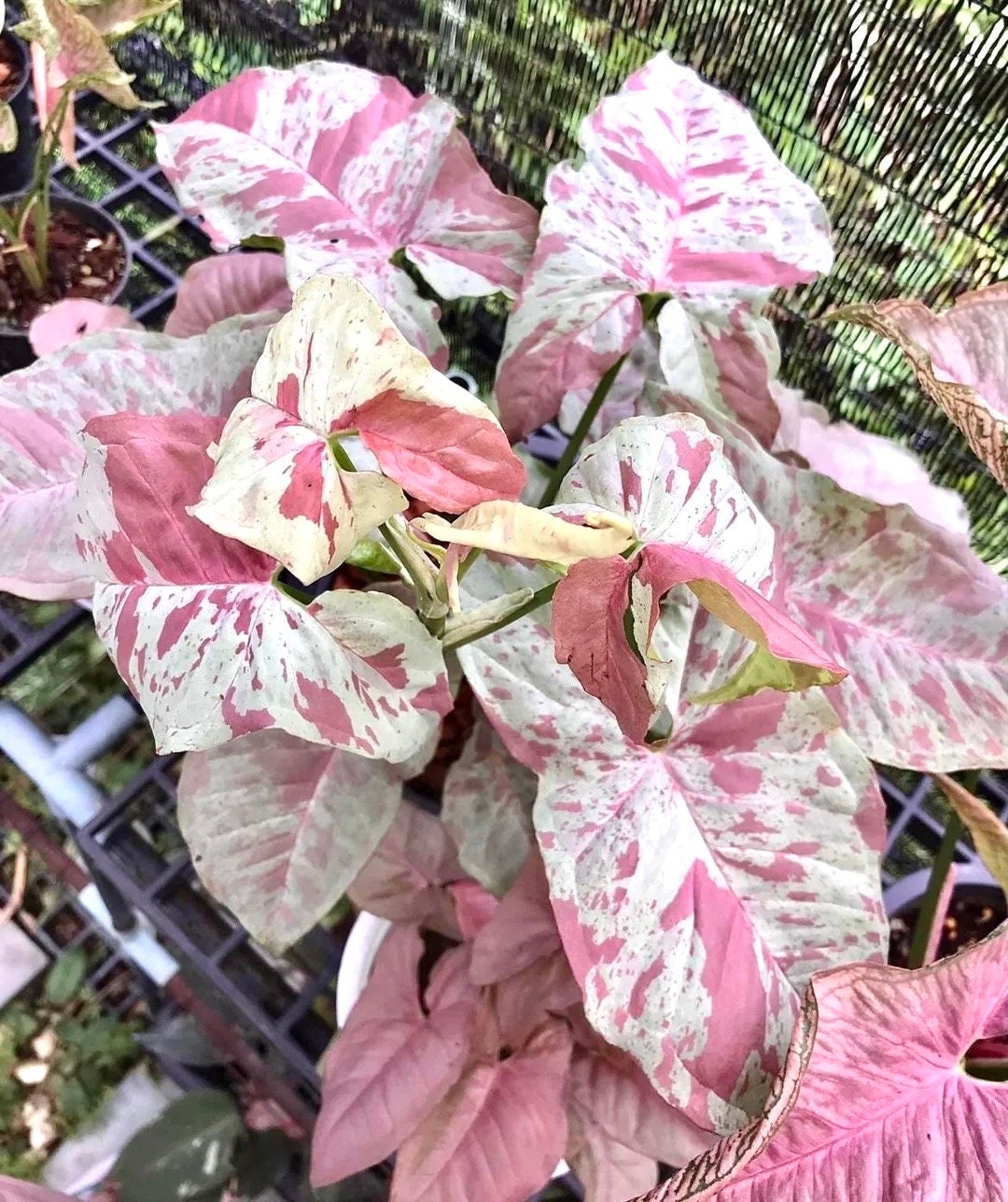 Syngonium Pink spot starter plant **(ALL plants require you to purchase ANY 2 plants!)**