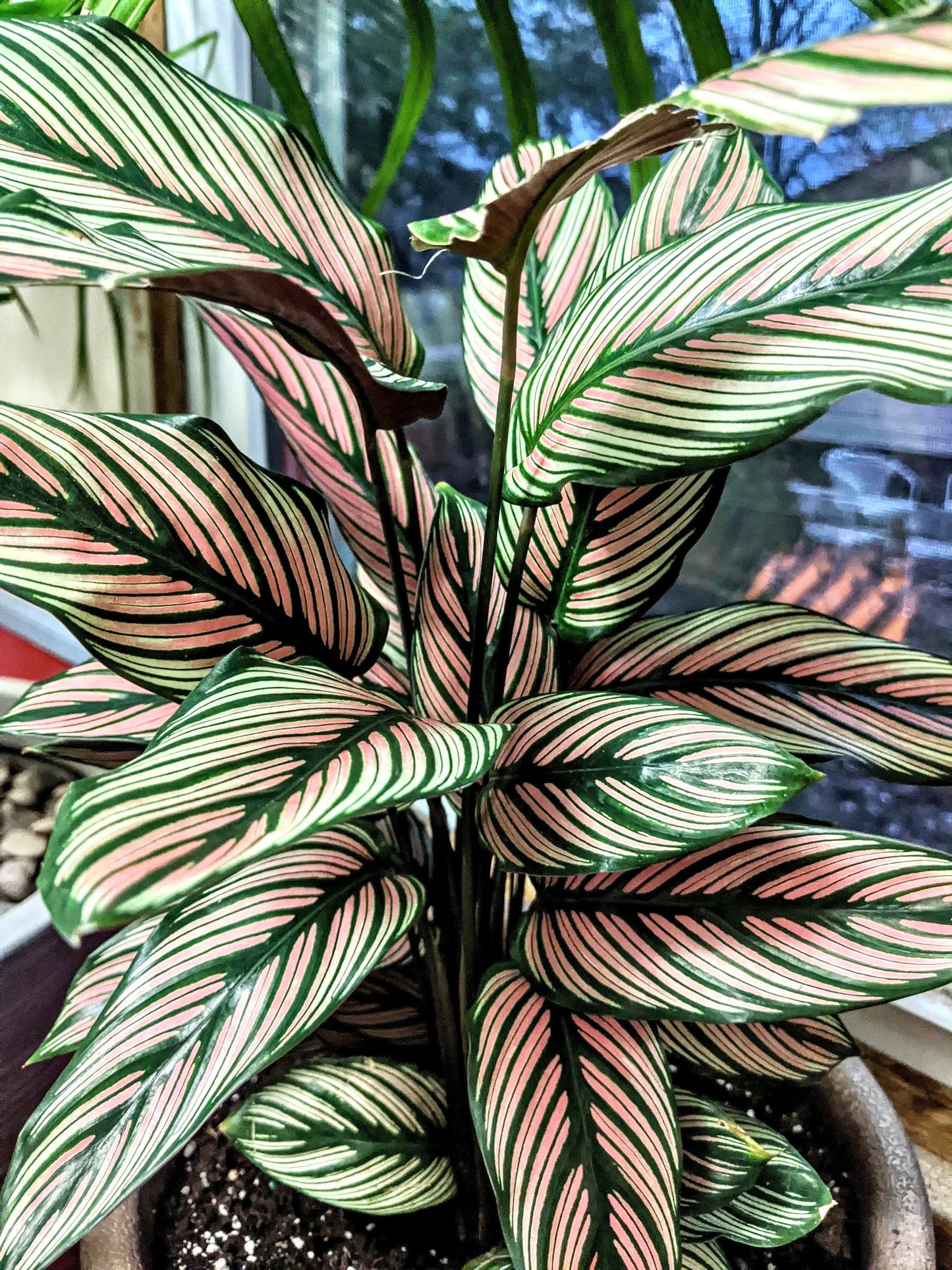Calathea Whitestar 4” plant **(ALL plants require you to purchase ANY 2 plants!)**