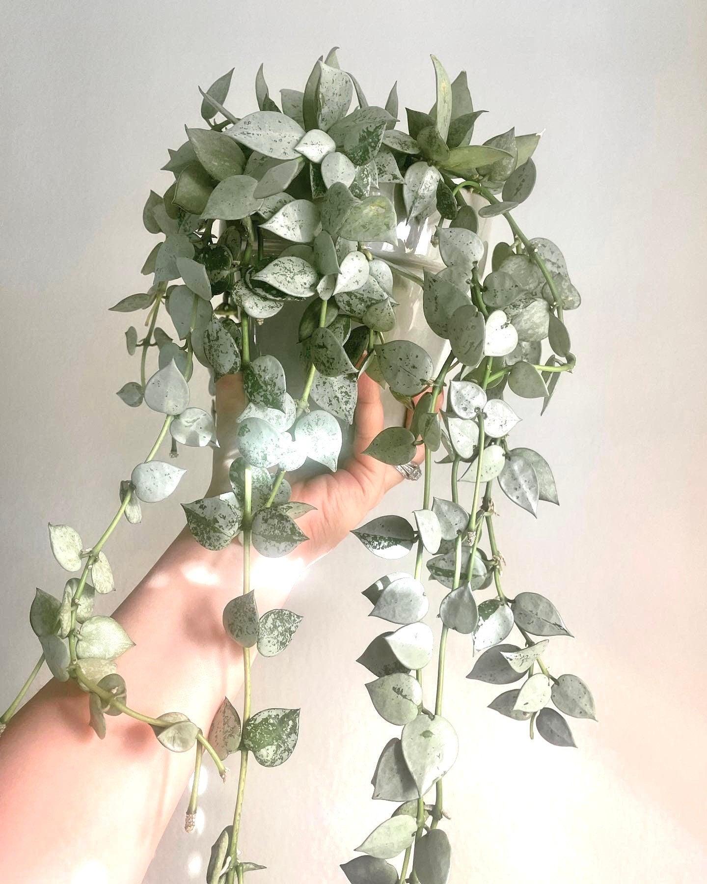 Hoya Krohniana super silver 2” plant **(ALL plants require you to purchase ANY 2 plants!)**