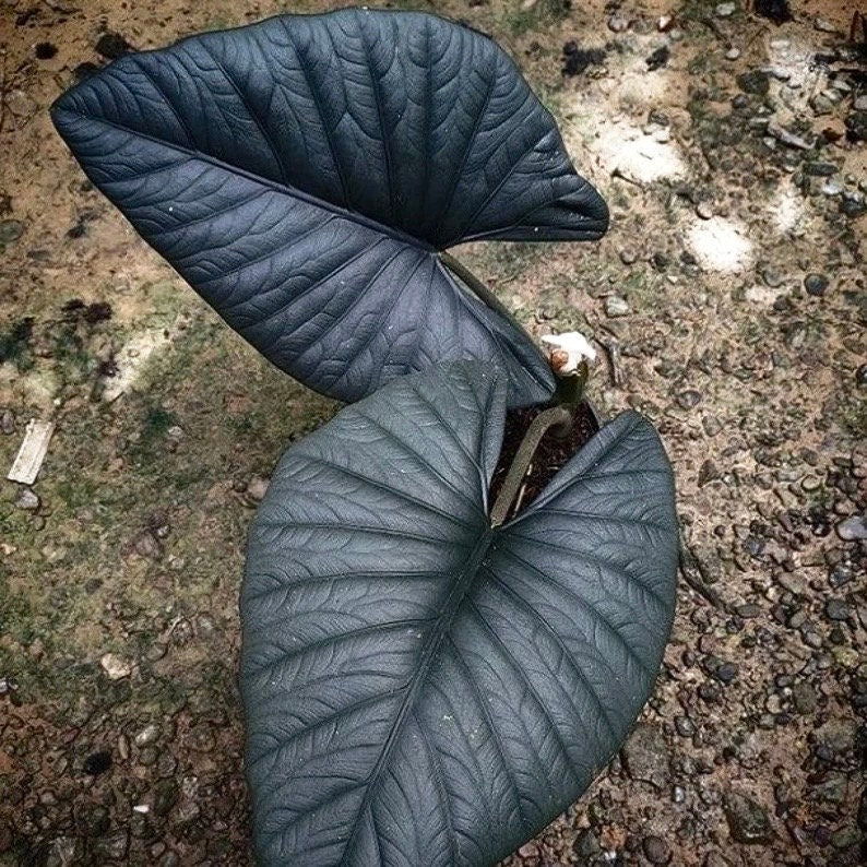 Alocasia Reginae elephant ear starter plant **(ALL plants require you to purchase ANY 2 plants!)**