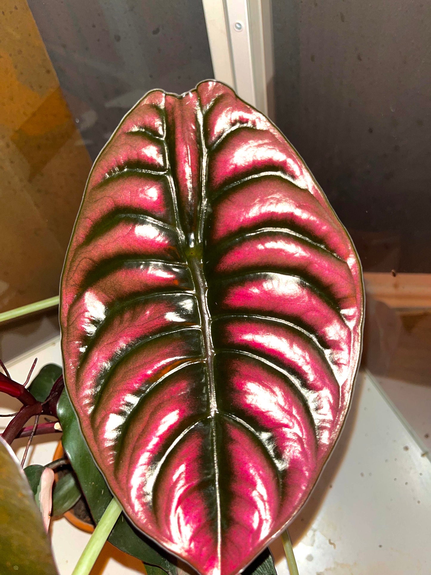 Alocasia Cuprea Red secret 4” plant **(ALL plants require you to purchase ANY 2 plants!)**