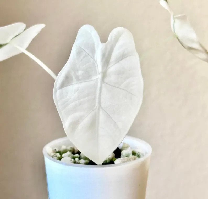 albino indoor plants Alocasia Variegated Albo Frydek starter plant **(ALL plants require yo – GoldenGreeneryCo