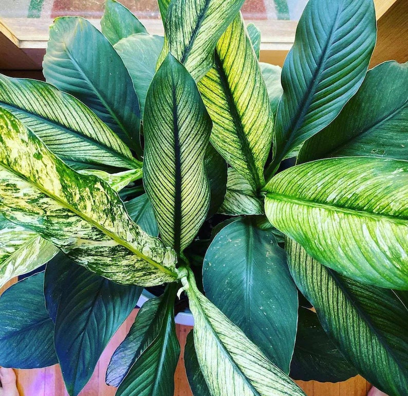 peace lily variegated Variegated peace lily “sensation” starter plant **(ALL plants require – GoldenGreeneryCo