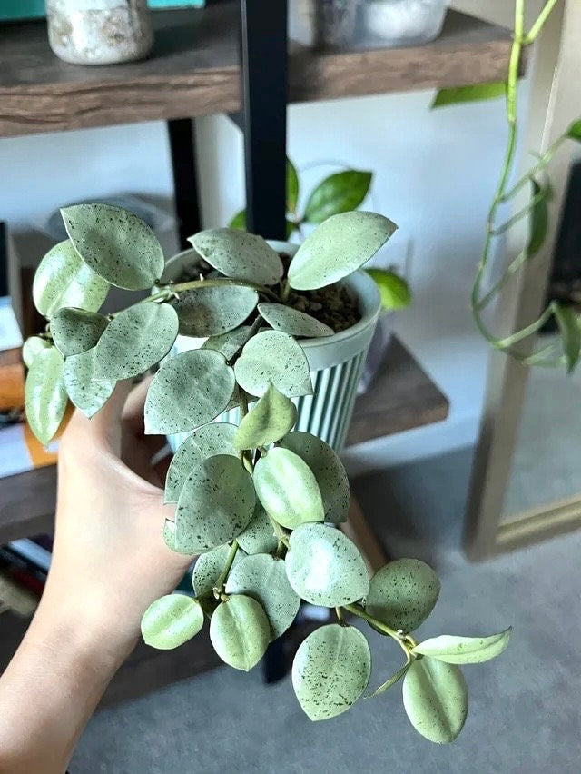 silver house plant Hoya Lacunosa silver mint coin starter Plant (ALL PLANTS require you t – GoldenGreeneryCo