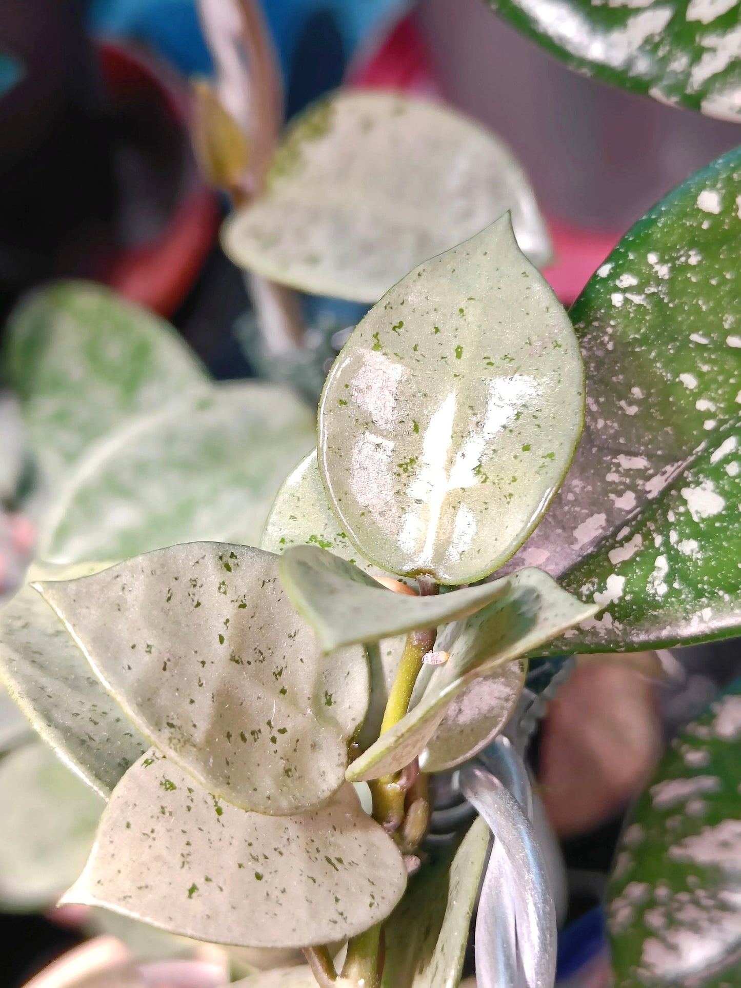 Hoya Lacunosa silver mint coin 2” Plant (ALL PLANTS require you to purchase 2 plants!)**