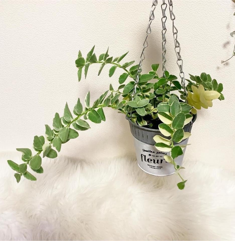 Hoya Cumingiana 4” plant **(ALL plants require you to purchase ANY 2 plants!)**