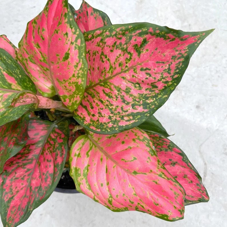 aglaonema green pink Aglaonema Lady Valentine starter plant **(ALL plants require you to pu – GoldenGreeneryCo