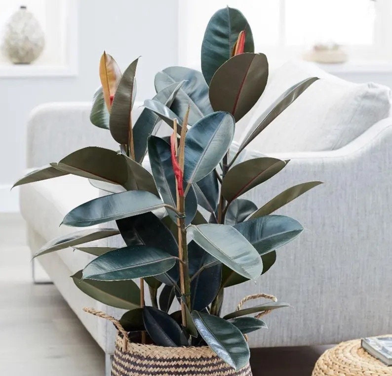 rubber tree abidjan Ficus Abidjan rubber tree starter plant **(ALL plants require you to purchase ANY 2 plants!)**