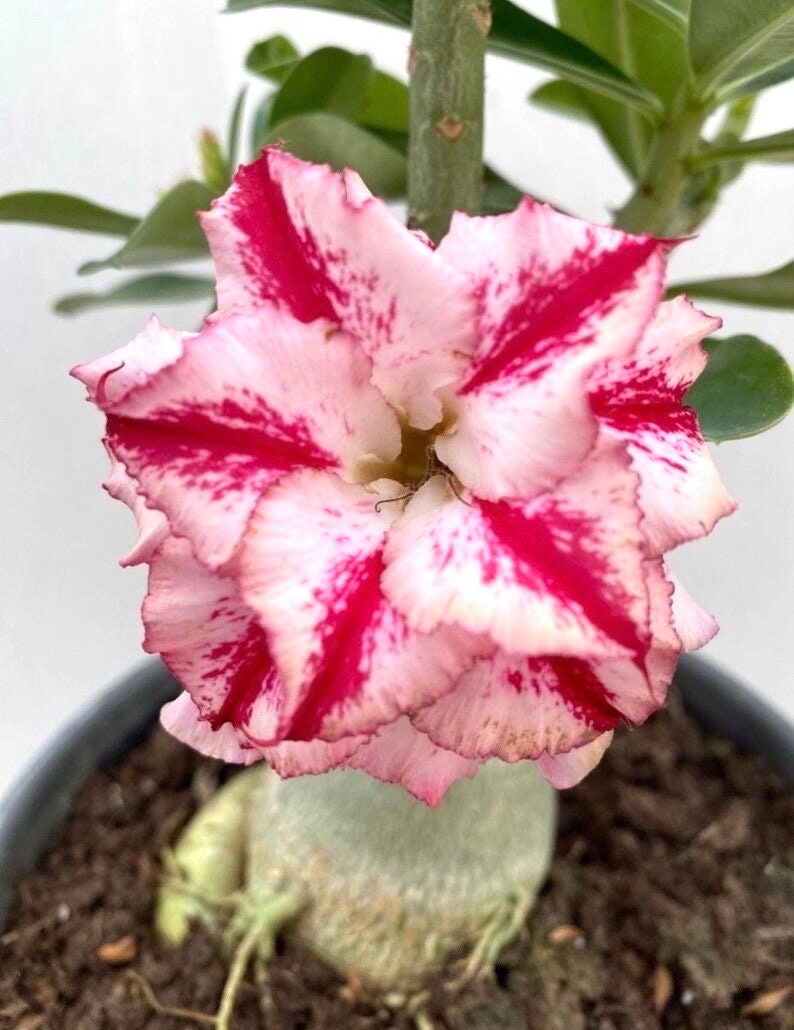 Desert rose bkk1 “adenium Obesum” rare flower Starter Plant (ALL STARTER PLANTS require you to purchase 2 plants!)
