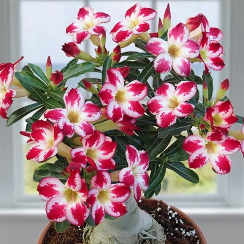 Desert rose adenium obesum “little panda” starter plant **(ALL plants require you to purchase ANY 2 plants!)**