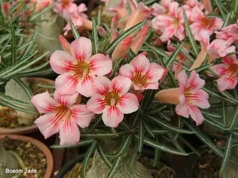Desert rose adenium obesum “Bosom Jade” starter plant **(ALL plants require you to purchase ANY 2 plants!)**