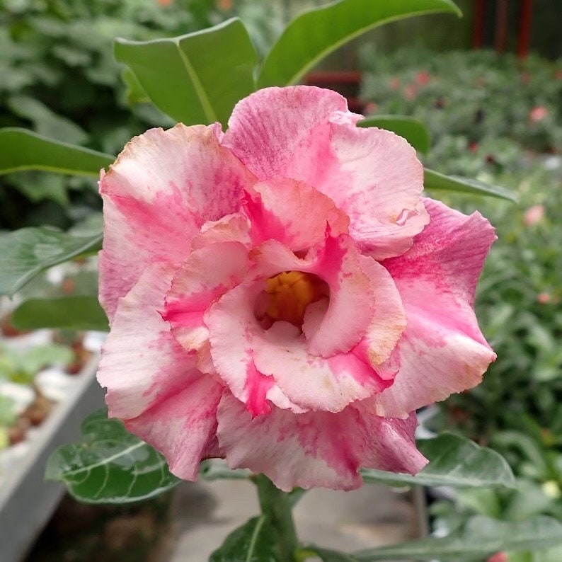 Desert rose ce-02 adenium obesum flower starter plant **(ALL plants require you to purchase ANY 2 plants!)**