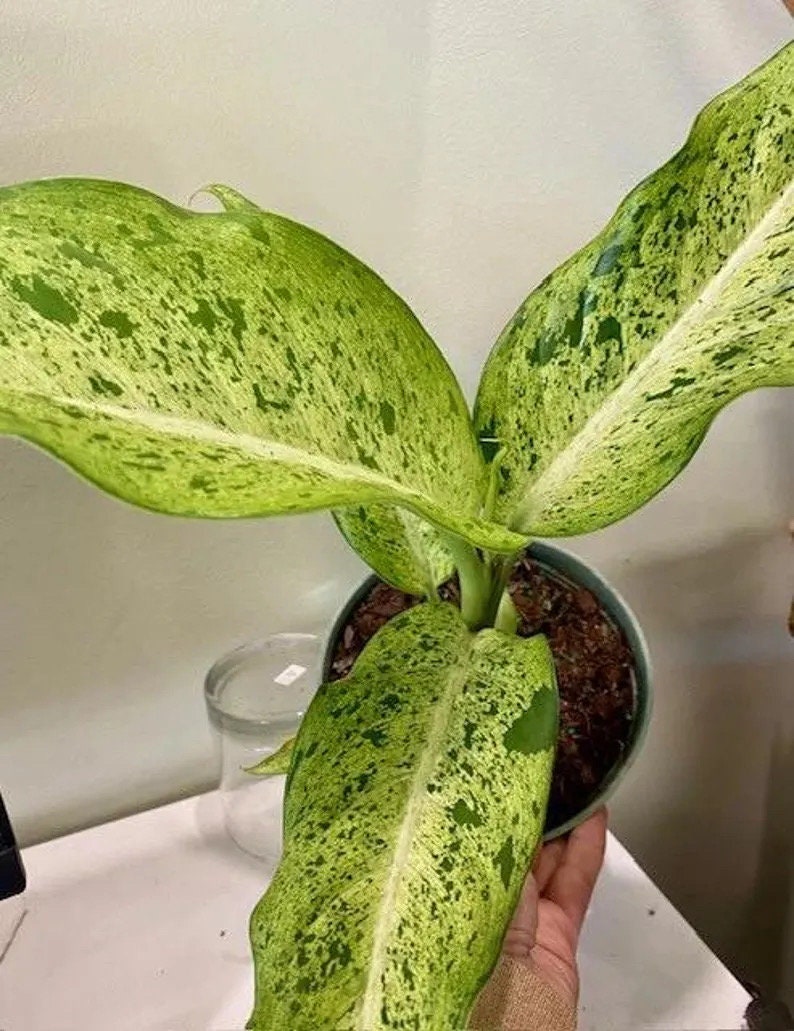 Diffenbachia Mauie wowie variegated 4” plant **(ALL plants require you to purchase ANY 2 plants!)**