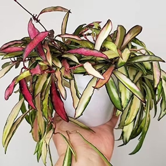 Hoya Wayetti Variegated tricolor starter plant **(ALL plants require you to purchase ANY 2 plants!)**