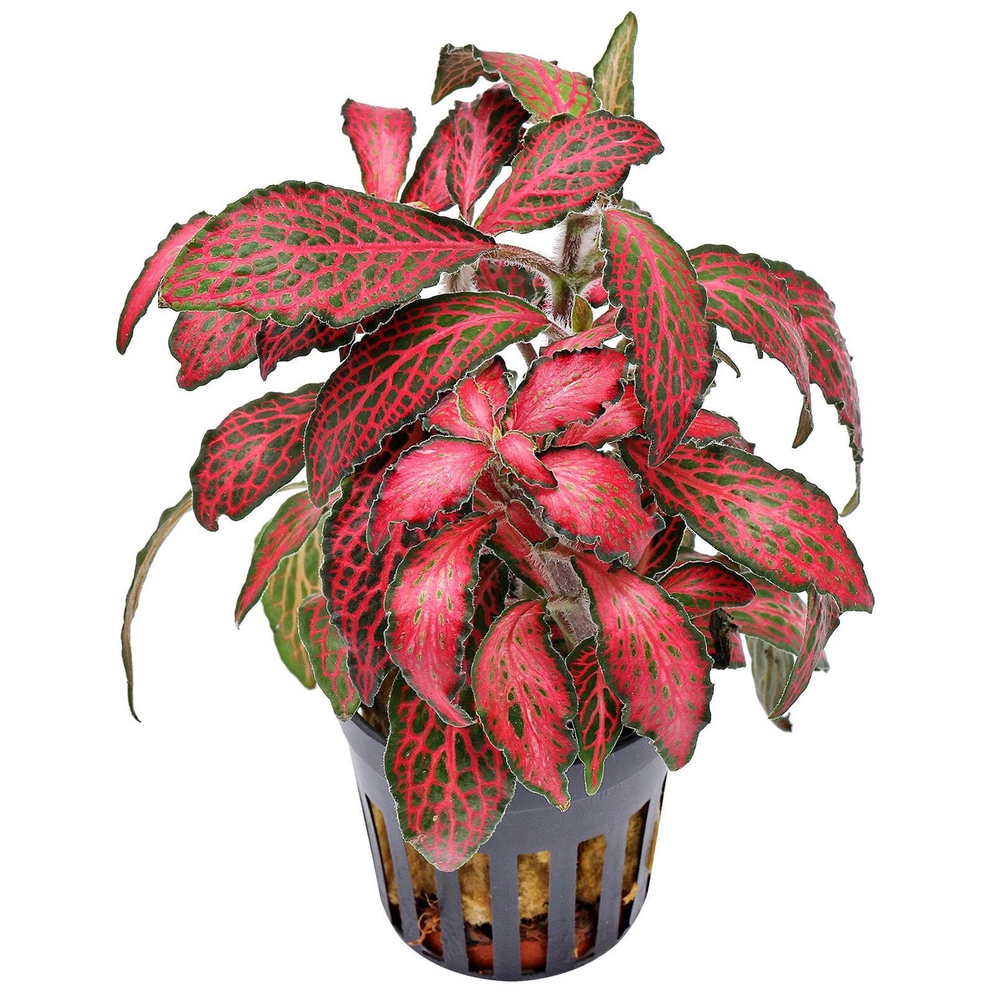 Fittonia “Firetail” red nerve hybrid starter plant **(ALL plants require you to purchase ANY 2 plants!)**