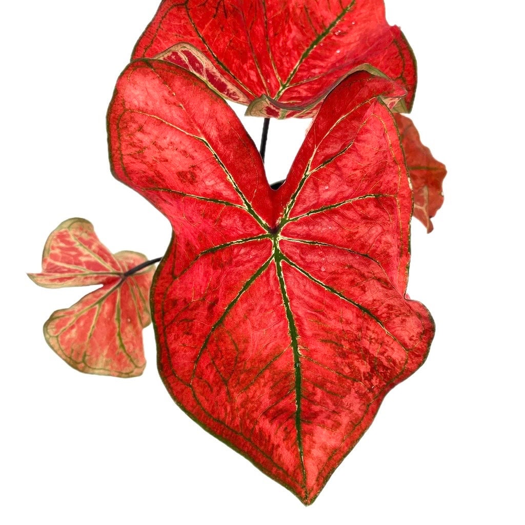 Caladium sunshine elephant ear 2” plant **(ALL plants require you to purchase ANY 2 plants!)**