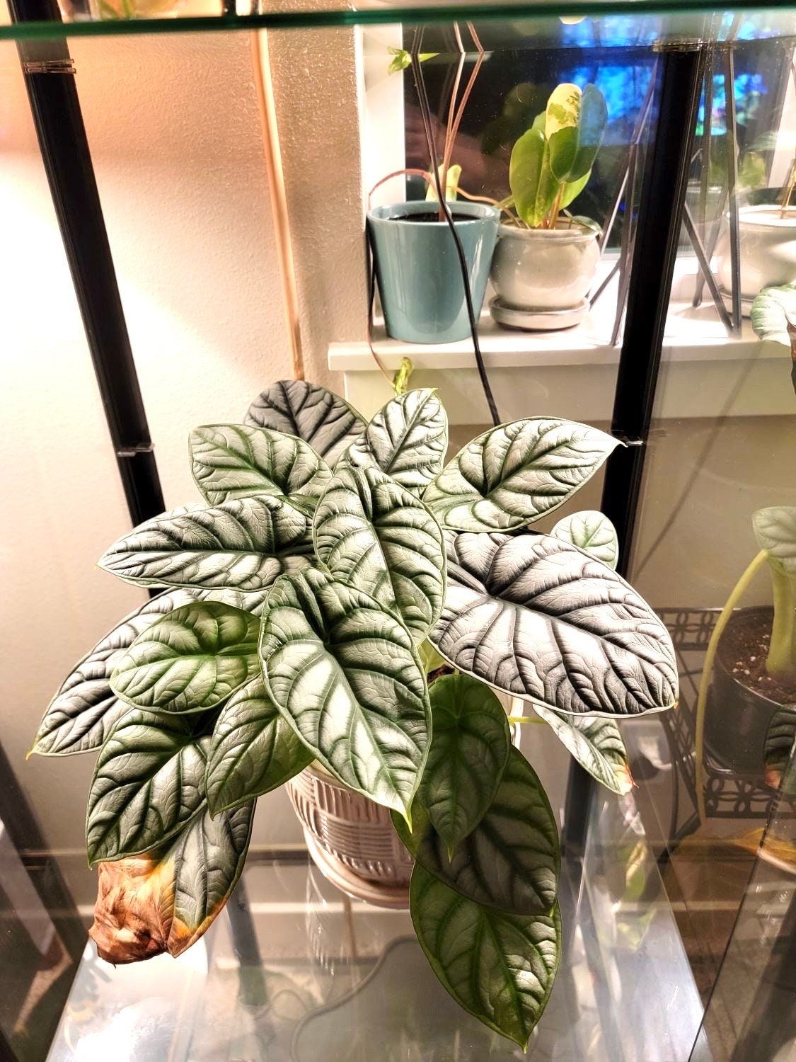 Alocasia Silver Dragon 2” plant **(ALL plants require you to purchase ANY 2 plants!)**