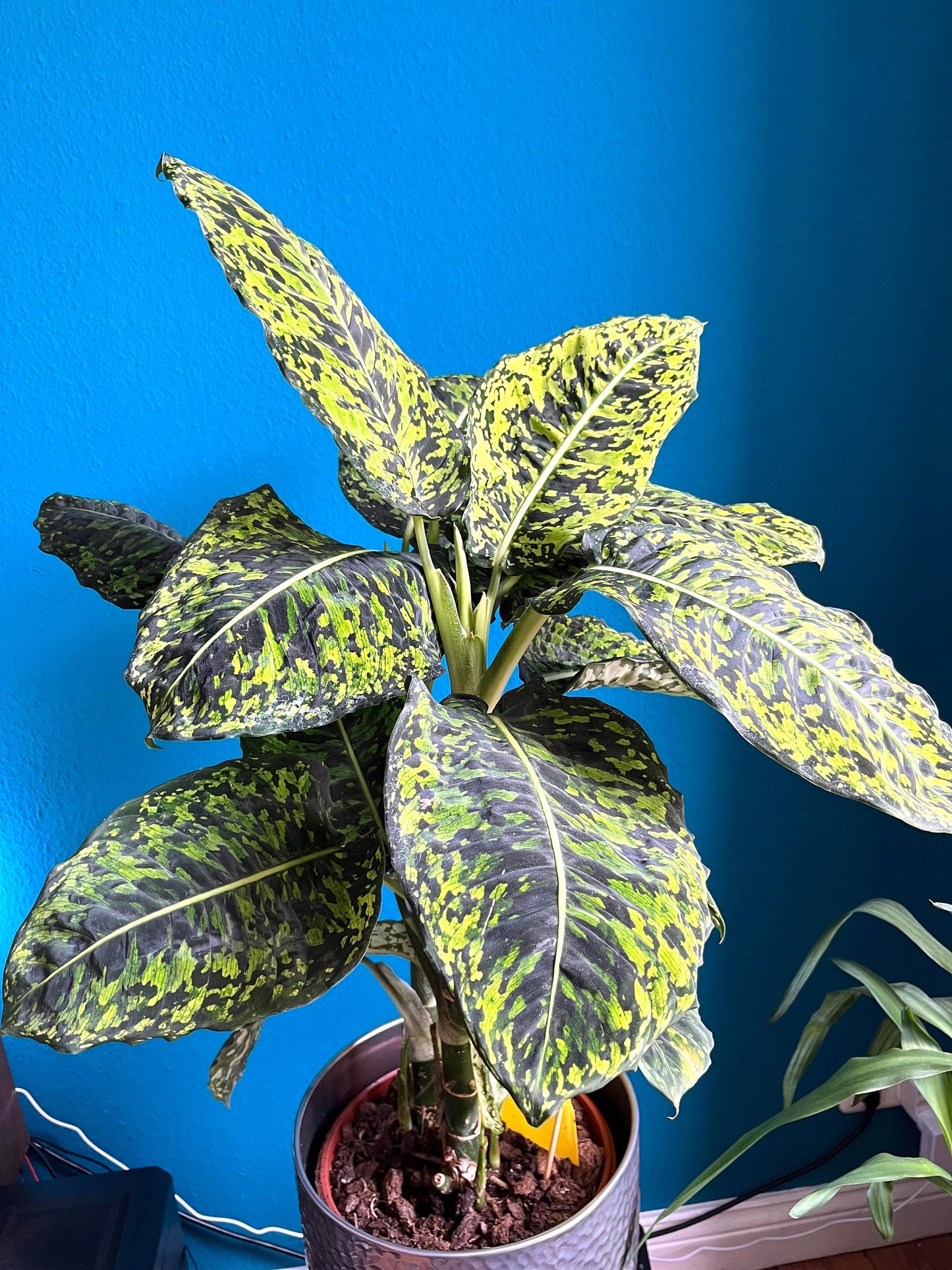 Diffenbachia Reflector starter plant (perfect for low light home) **(ALL plants require you to purchase ANY 2 plants!)**