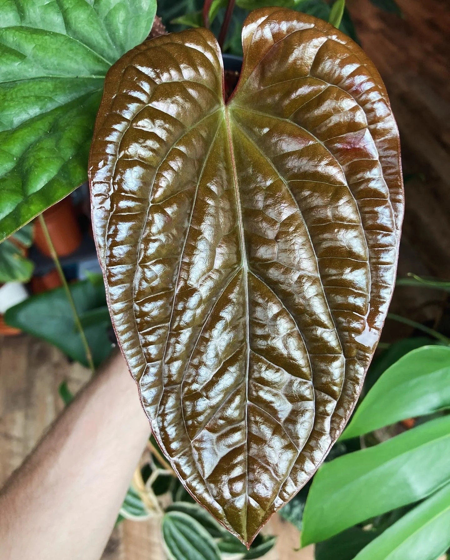anthurium rare Anthurium Radicans X Luxurians rare red leaf starter plant **(ALL plan – GoldenGreeneryCo
