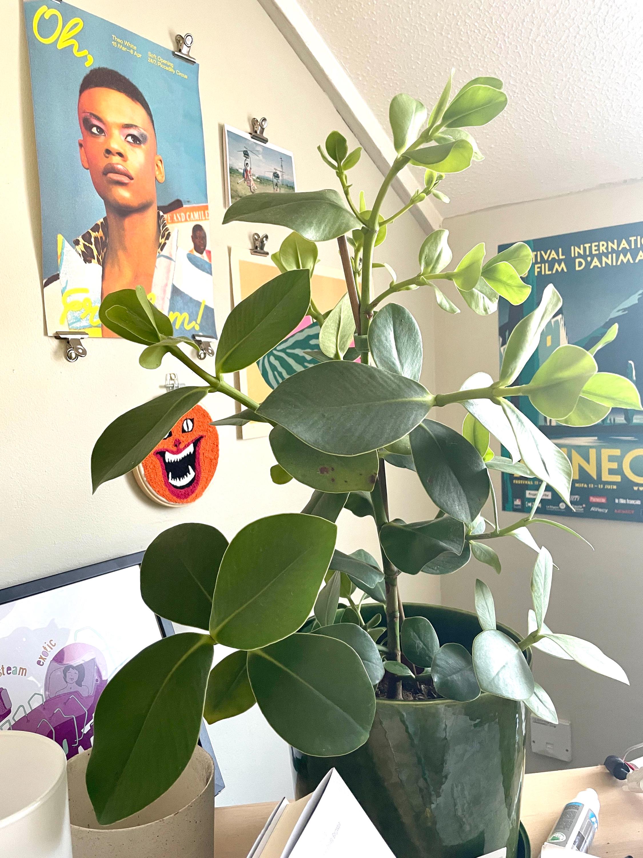 clusia indoor plant Clusia Rosea Princess “autograph tree” starter plant **(ALL plants require you to purchase ANY 2 plants!)**