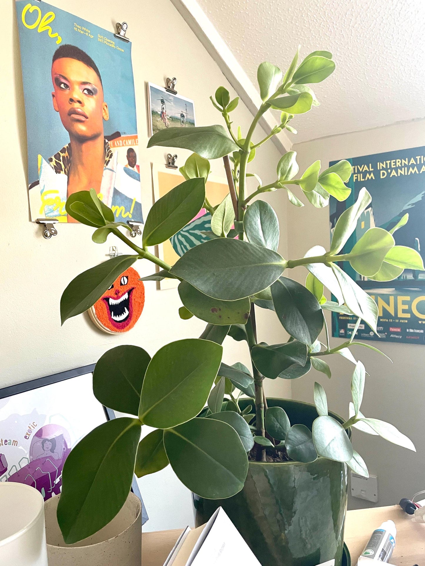 Clusia Rosea Princess “autograph tree” starter plant **(ALL plants require you to purchase ANY 2 plants!)**